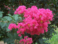Live Hot Pink Crepe Myrtle Plants – Rooted Lagerstroemia indica Flowering Shrubs & Trees for Garden & Landscape