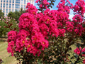 Dark Pink Crepe Myrtle Cuttings – 7 Unrooted Lagerstroemia indica Stems for Flowering Shrubs & Landscape