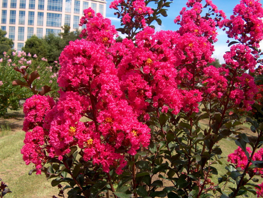 Dark Pink Crepe Myrtle Cuttings – 7 Unrooted Lagerstroemia indica Stems for Flowering Shrubs & Landscape