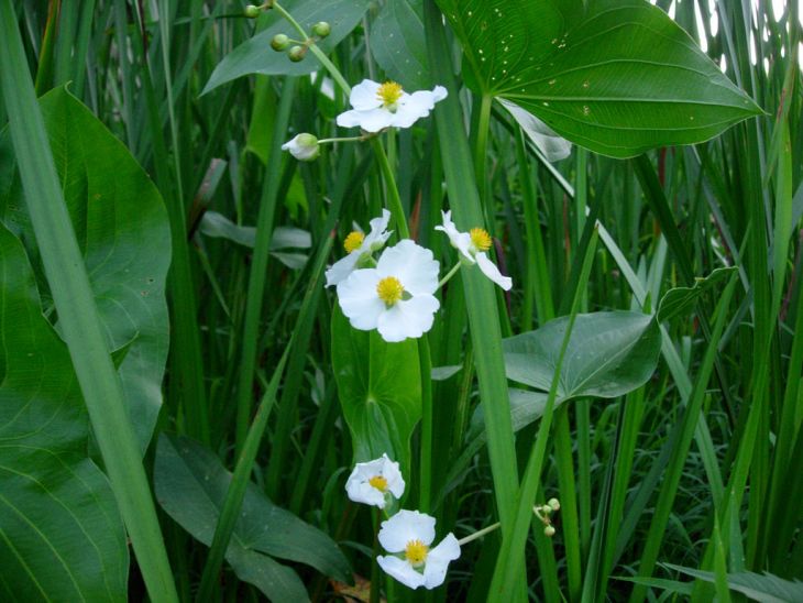 500 Sagittaria latifolia Seeds | Common Arrowhead Aquatic Wildflower for Ponds & Wetlands