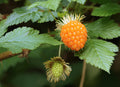 Salmonberry Bush Bare Root Plant – Edible Wild Berry Shrub Rubus spectabilis for Food Forests & Pollinators