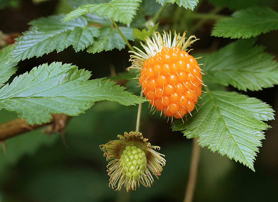 Salmonberry Bush Bare Root Plant – Edible Wild Berry Shrub Rubus spectabilis for Food Forests & Pollinators