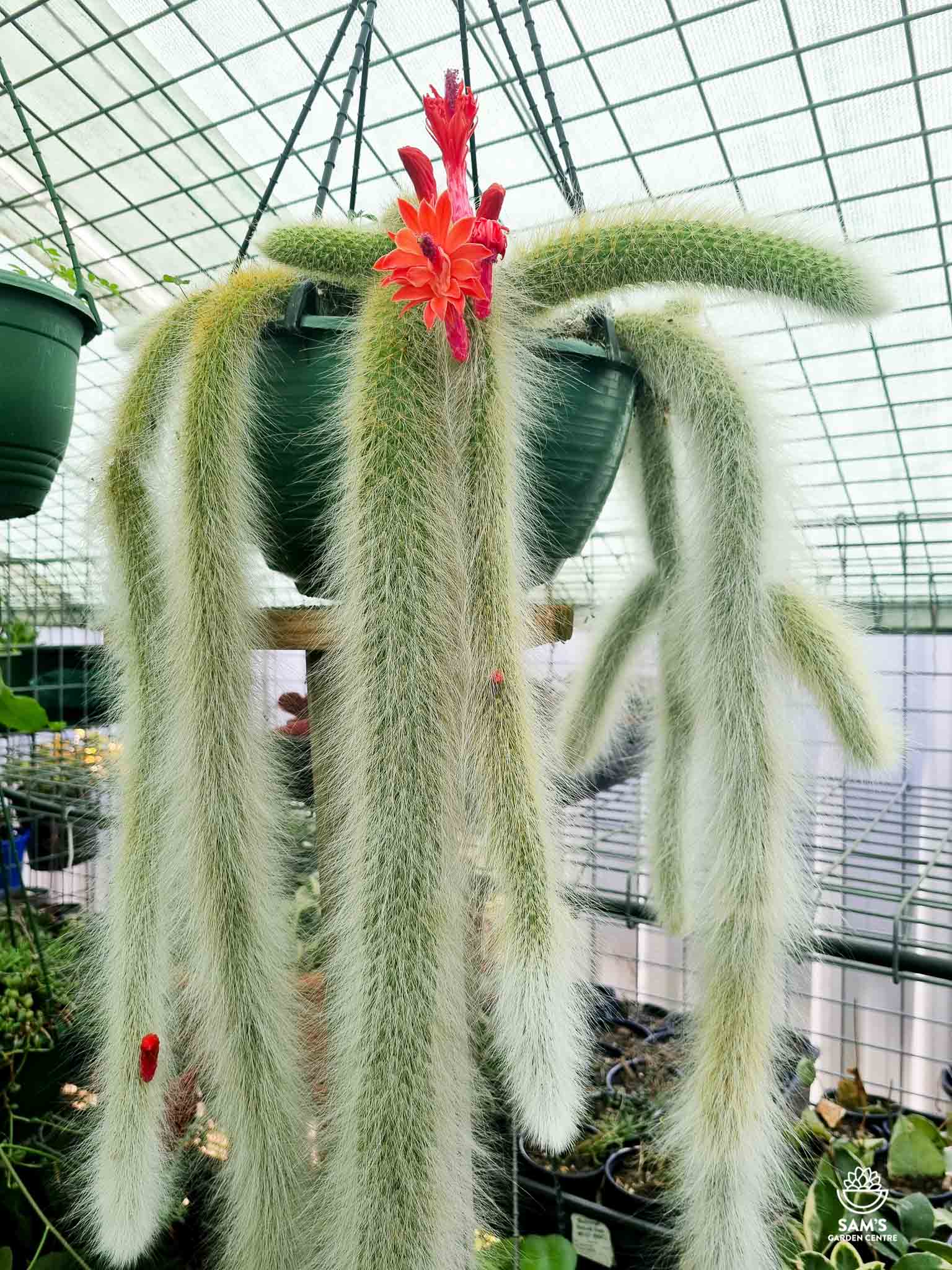 Monkey Tail Cactus Cutting 5” | Hildewintera colademononis | Rare Fuzzy Succulent for Hanging Gardens