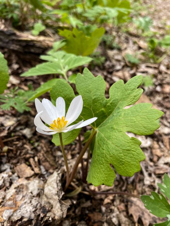 9 Bloodroot Plants (Sanguinaria canadensis) – Live Perennial Bare Roots for Shade Gardens