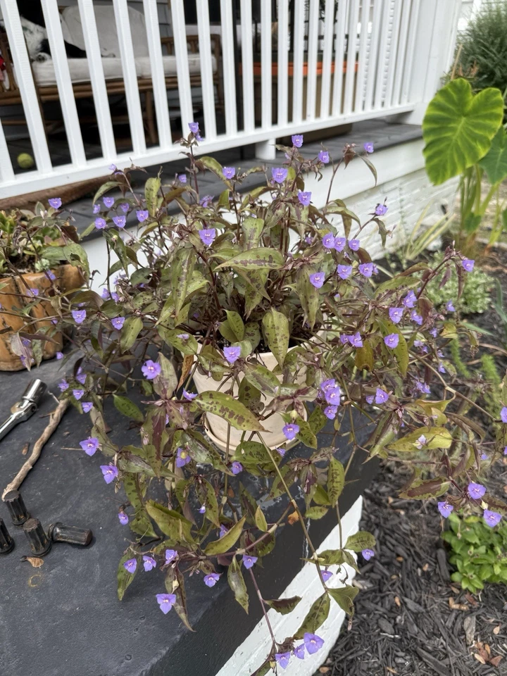 Tinantia pringlei Plant Cuttings – 5 Spotted Tradescantia Wandering Dude Unrooted Propagation Cuttings