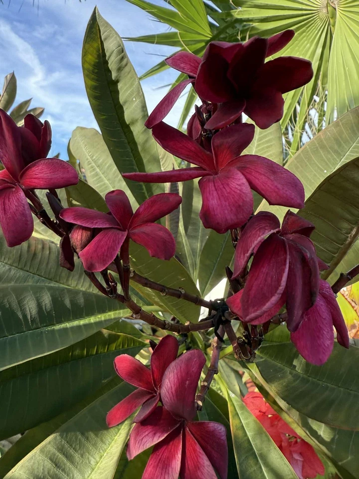 Hawaiian Deep Red Ulaula Plumeria Cutting - 10 Inch Y Shaped Plumeria rubra for Propagation