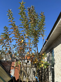 Apple Tree Scion Cuttings – Live Malus domestica Grafting & Rooting Material for Home Orchard