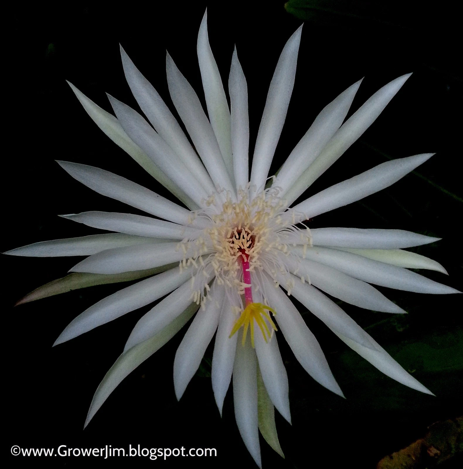 Epiphyllum hookeri Orchid Cactus Cuttings – 5 Live Unrooted Trailing Epiphytic Cactus for Propagation