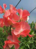 Rowallane Sweet Pea Seeds – 50+ Magenta-Violet Fragrant Blooms for Climbing Vines, Trellises, Fences, Lathyrus odoratus