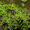 40 Sedum sarmentosum Cuttings – Live Creeping Succulent Groundcover for Borders, Rock Gardens, Drought-Tolerant, Cold-Hardy Perennial