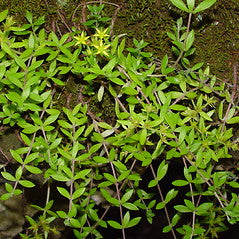 40 Sedum sarmentosum Cuttings – Live Creeping Succulent Groundcover for Borders, Rock Gardens, Drought-Tolerant, Cold-Hardy Perennial