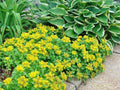 Golden Creeping Sedum (Sedum kamtschaticum) - Yellow Ground Cover Perennial, Drought Tolerant Bare Root Plant