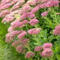 Sedum Autumn Joy Bare Root Live Plant | Pink Blooms, Drought Tolerant Perennial Succulent