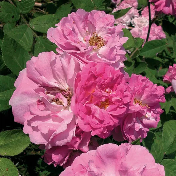 8 Pink Seven Sisters Rose Cuttings – Heirloom Climbing Rose, Antique Old Garden Rose Propagation, Fragrant Pink Blooms, No Roots
