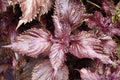 Bare Root Perilla frutescens 'Shiso' Plants – Red/Purple Edible Herb, Organic Non-GMO, Japanese Korean Cuisine, Aromatic, Pollinator Friendly