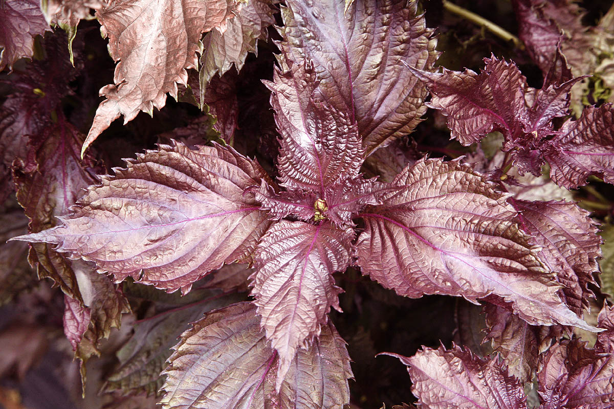 Bare Root Perilla frutescens 'Shiso' Plants – Red/Purple Edible Herb, Organic Non-GMO, Japanese Korean Cuisine, Aromatic, Pollinator Friendly