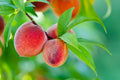 7 Prunus persica Peach Cuttings – California Variety Live 6" Stems – Edible Sweet Fruit Tree Starter