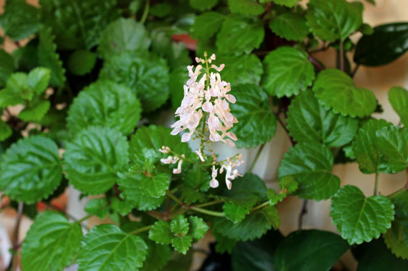 4 Live Swedish Ivy Plants | Creeping Charlie Bare Rooted Plectranthus verticillatus Indoor Ground Cover