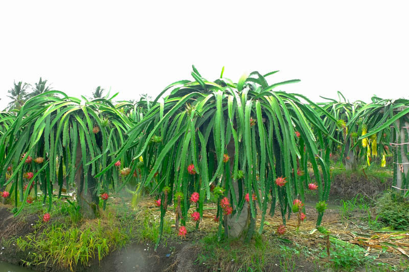 Organic Dragon Fruit Cutting – 6+ Inch Unrooted Pitaya, Pink Flesh, Hylocereus Variety for Growing, Sweet Fruit Cactus