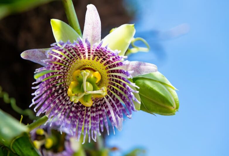 Passiflora "Bounty" Cold Hardy Passion Fruit Vine Live Plant with Edible Fruit & Fragrant Flowers