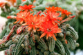 Blooming Peanut Cactus Plug – Echinopsis chamaecereus ‘Rose Quartz’ – Pink Blooms, Succulent, Easy Care, Live Plant