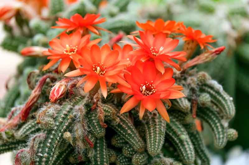 Blooming Peanut Cactus Plug – Echinopsis chamaecereus ‘Rose Quartz’ – Pink Blooms, Succulent, Easy Care, Live Plant