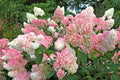 4 Vanilla Strawberry Hydrangea Cuttings – Hydrangea paniculata 'Renhy' Unrooted Wood for Propagation, Flowering Bush or Small Tree