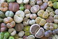 Live Lithops Succulents – 10 Bare Root Assorted Varieties, Rare Imported Living Stones, Easy Care Indoor Decor