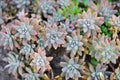 Rare Echeveria Ghost Plant Cuttings – 2" to 4" Rosettes, Graptopetalum paraguayense, Pale Pink-Grey Succulents, Easy to Root