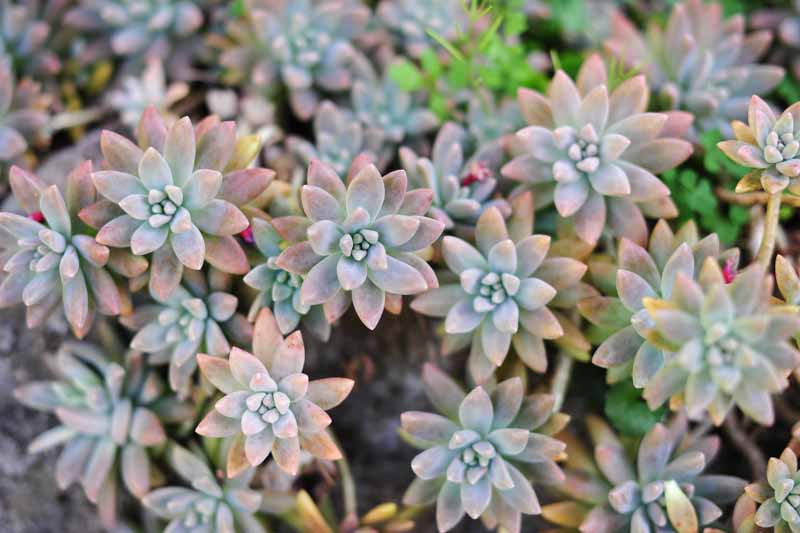 Rare Echeveria Ghost Plant Cuttings – 2" to 4" Rosettes, Graptopetalum paraguayense, Pale Pink-Grey Succulents, Easy to Root