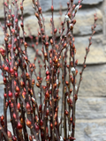 Silky Willow Cuttings 18 Inch Lot of 5 Salix sericea Native Woody Propagation Planting