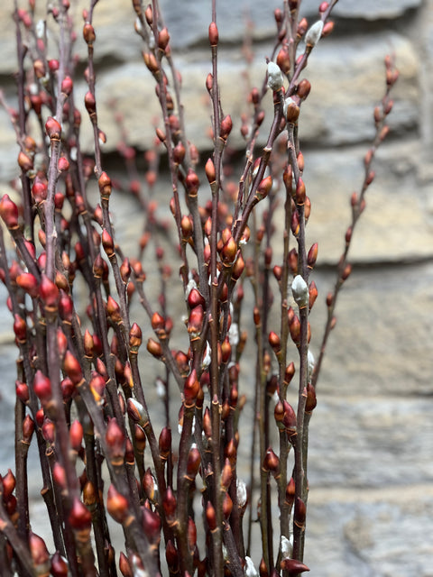 Silky Willow Cuttings 18 Inch Lot of 5 Salix sericea Native Woody Propagation Planting