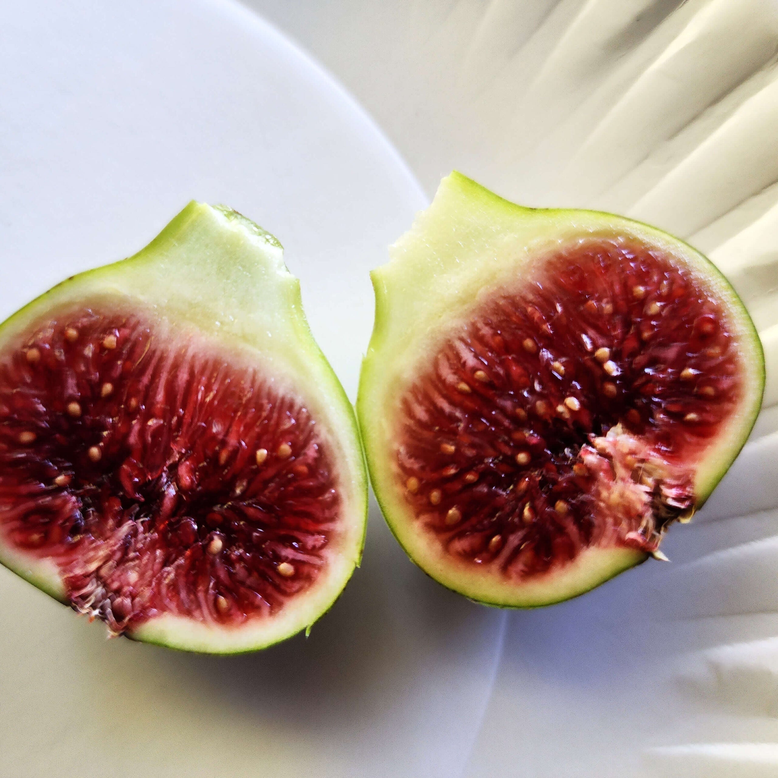 Fig Cutting Pack | 6-8" Unrooted Smith Ficus carica Rare Heirloom Fruit Tree