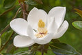 Southern Magnolia Tree Live Plant 2.5 Inch Pot Magnolia grandiflora Evergreen Fragrant Flowering Tree