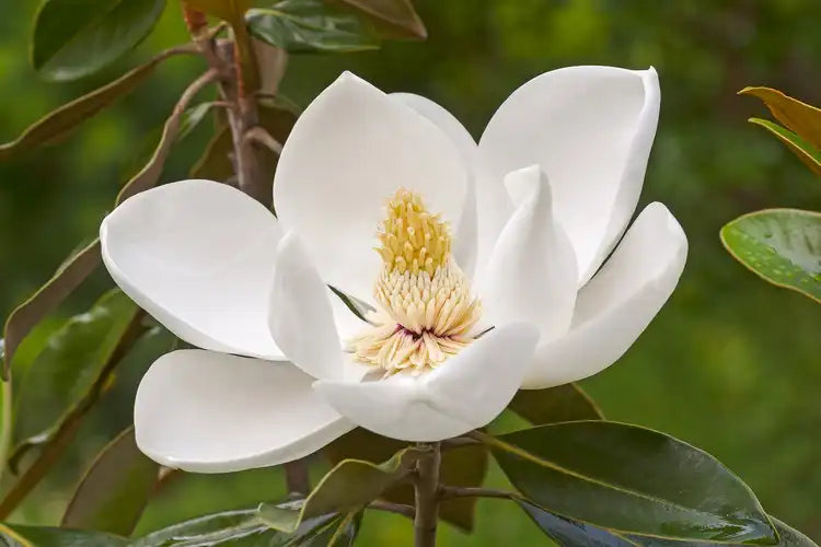 Southern Magnolia Tree Live Plant 2.5 Inch Pot Magnolia grandiflora Evergreen Fragrant Flowering Tree