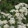 White Wedding Cake Spirea Cuttings – 6-8 Inch Unrooted Shrubs for Hedges, Borders, Flowering Landscape, Easy to Root