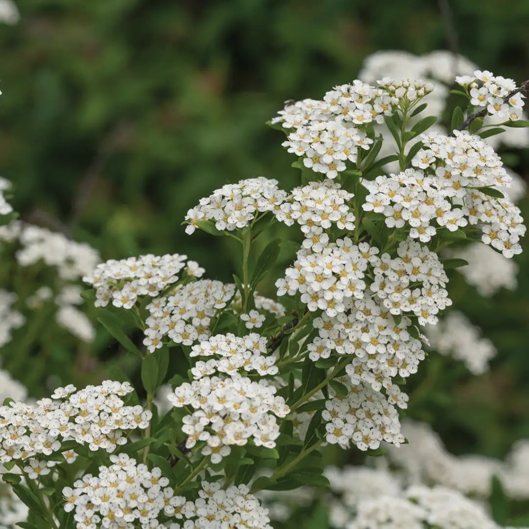 White Wedding Cake Spirea Cuttings – 6-8 Inch Unrooted Shrubs for Hedges, Borders, Flowering Landscape, Easy to Root