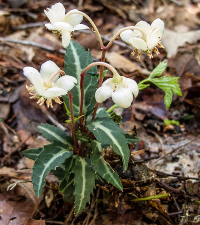 10 Rat’s Vein Plants (Chimaphila maculata) | Spotted Wintergreen | Bare-Root Woodland Native Evergreen Perennial