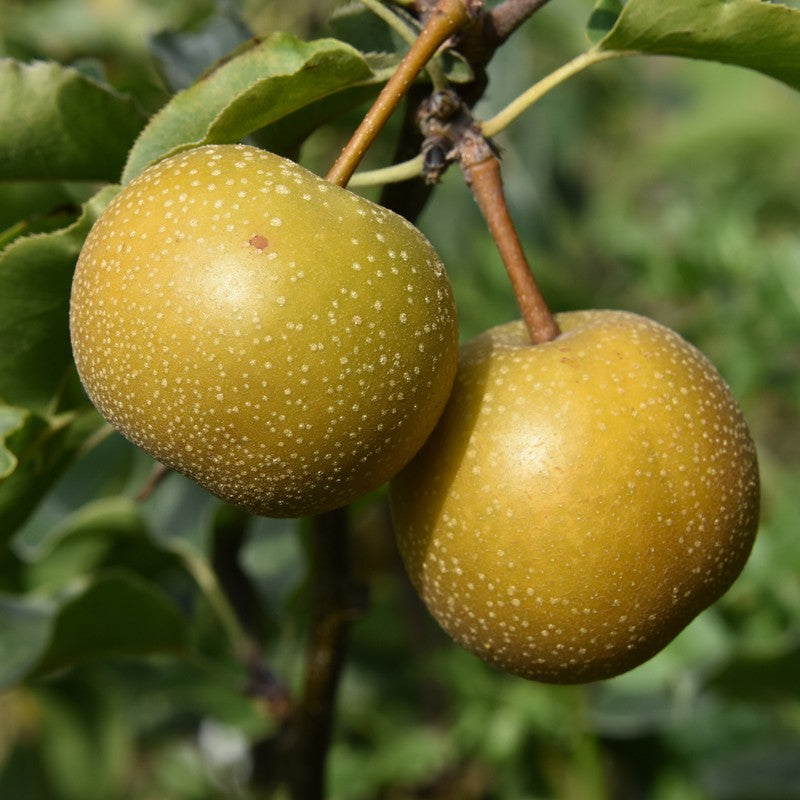 Unrooted Hosui Pear Cutting Pyrus pyrifolia ‘Hosui’ for Rooting, Grafting, Propagation, Asian Pear