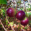 Star Apple (Caimito) Grafting Cuttings – 4 Unrooted 5-6" Tropical Fruit Tree, Purple/Green, Chrysophyllum cainito