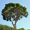 Stone Pine Tree in 2.5 Inch Pot | Pinus pinea | Mediterranean Evergreen with Edible Pine Nuts
