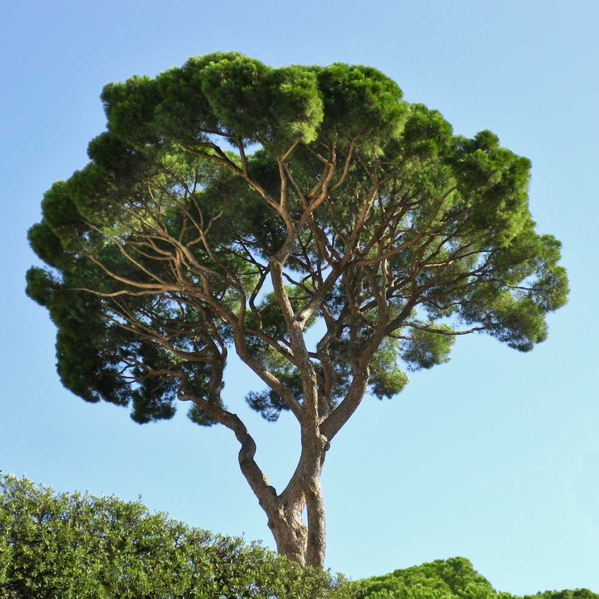 Stone Pine Tree in 2.5 Inch Pot | Pinus pinea | Mediterranean Evergreen with Edible Pine Nuts