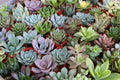 25 Assorted Succulent Cuttings – Unrooted Live Stems for Indoor Outdoor Gardens, Terrariums, DIY Crafts, Arrangements