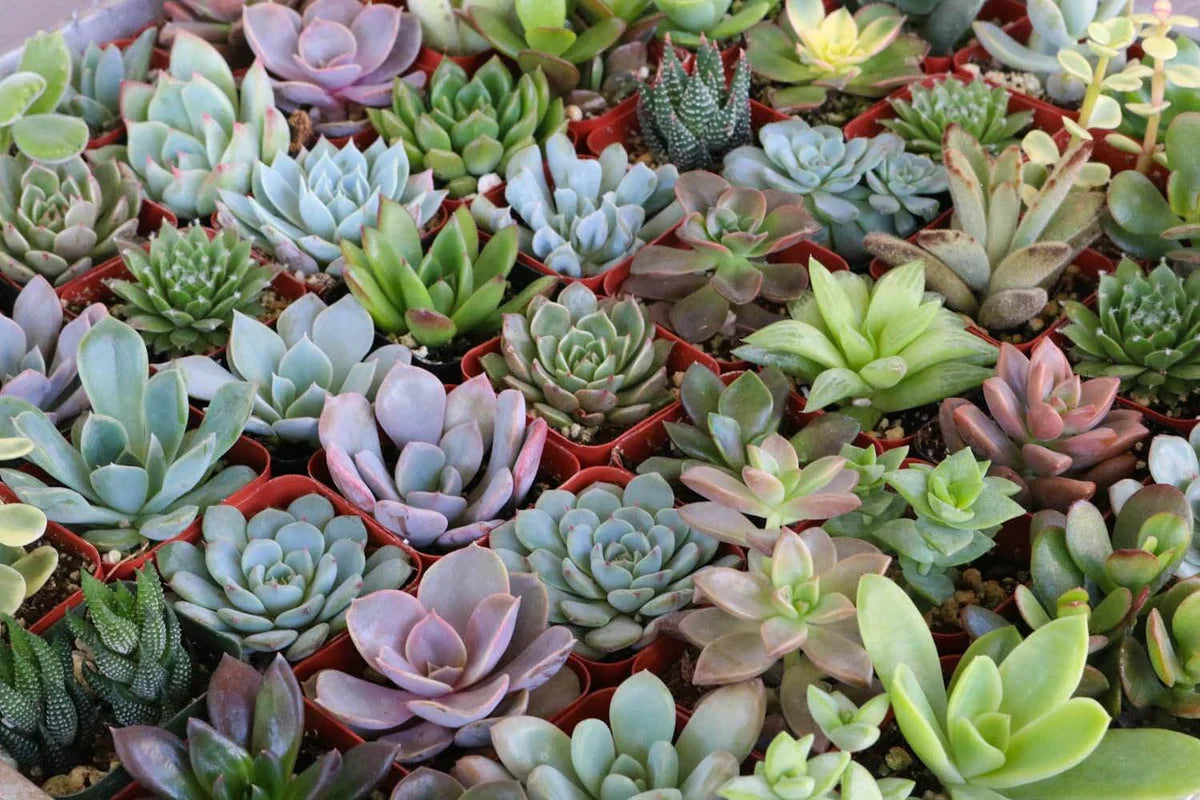 25 Assorted Succulent Cuttings – Unrooted Live Stems for Indoor Outdoor Gardens, Terrariums, DIY Crafts, Arrangements