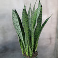 Rooted Snake Plants Set – Sansevieria Zeylanica, Mother-in-Law’s Tongue, Indoor Air Purifying Houseplants in Hawaii Volcanic Soil
