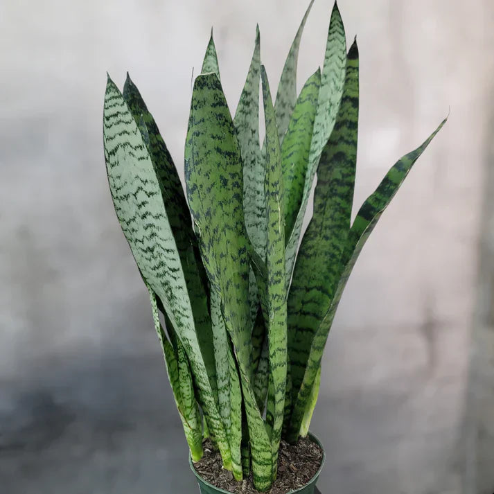 Rooted Snake Plants Set – Sansevieria Zeylanica, Mother-in-Law’s Tongue, Indoor Air Purifying Houseplants in Hawaii Volcanic Soil