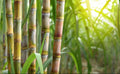 3 Green Sugarcane Cuttings Live Plant Organic Edible Juicing Tropical Cane