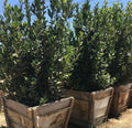 10 Bay Laurel Cuttings (Laurus nobilis) | Sweet Bay Herb Unrooted Starter Plants for Growing