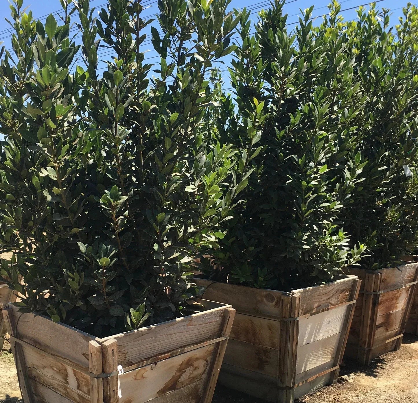 10 Bay Laurel Cuttings (Laurus nobilis) | Sweet Bay Herb Unrooted Starter Plants for Growing