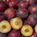 5 Sweet Pluerry Scion Cuttings – Unrooted 3–5" Hybrid Fruit Grafting Wood for Plum Cherry Trees